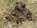 DV00042