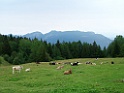 DSCF2810