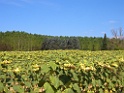 CIMG0950