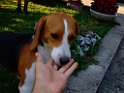 DSCF3411