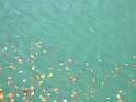DSCF5881