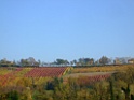 DSCF5939
