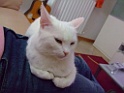 DSCF7203