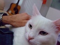 DSCF7206