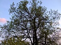 DSCF0061