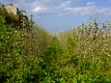 DSCF9974