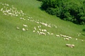 DSCF0981