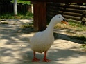 DSCF1137