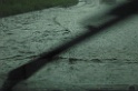 SNV85796