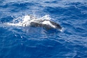 IMG_0638