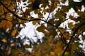DSC_6587