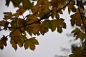 DSC_6588