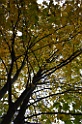 DSC_6595