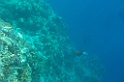 SNV83958